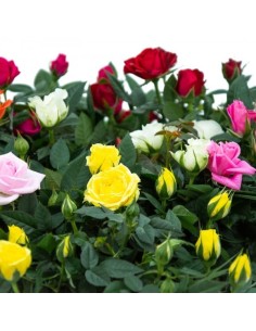 Rosal Mix  Rosales Coloridos, Fragantes y de Fácil Cuidado | Endanea Garden

 2