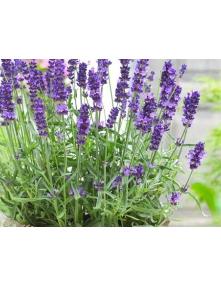 Lavanda Angustifolia | Lavanda Inglesa Aromática y Resistente para Jardín

