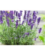 Lavanda Angustifolia | Lavanda Inglesa Aromática y Resistente para Jardín

