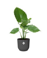 Maceta Vibes Fold Redonda 30cm Antracita Comprar Endanea Garden