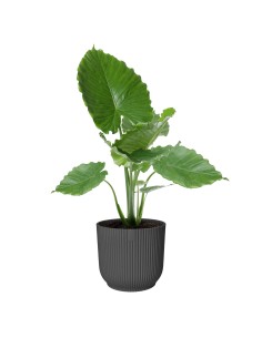 Maceta Vibes Fold Redonda 30cm Antracita Comprar Endanea Garden 2