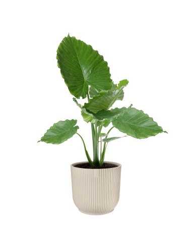 Maceta Vibes Fold Redonda 30cm Blanco Lino Comprar Endanea Garden