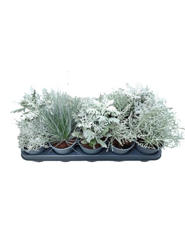 Bedding Plants Grey Mix M12 Plantas Follaje Gris Comprar Endanea Garden