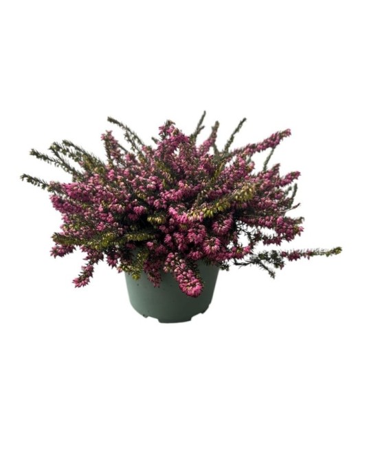 Erica Darleyensis Kramers Rote M17 Brezo Invierno Flor Roja