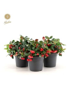 Gaultheria Procumbens Big Berry M10.5 Bayas Rojas Navidenas