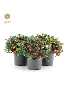 Gaultheria Procumbens Big Berry Extra M15 Bayas Rojas Grandes