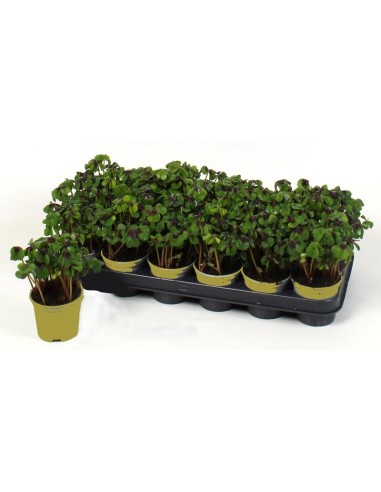 Oxalis Deppei M9 Trebol de la Suerte Comprar Planta Cuatro Hojas