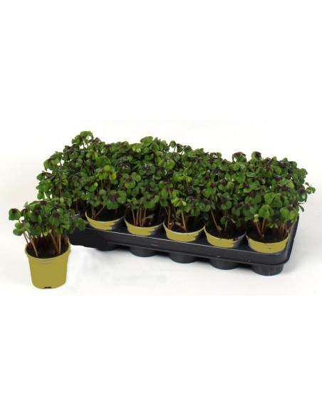 Oxalis Deppei M9 Trebol de la Suerte Comprar Planta Cuatro Hojas