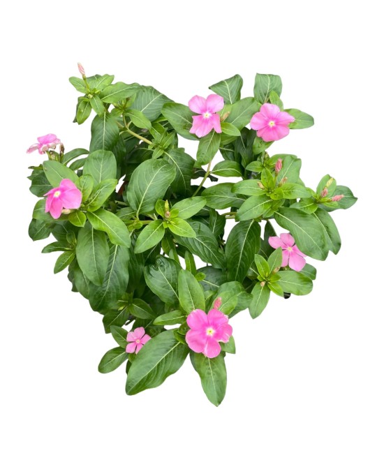 Catharanthus Roseus | Vinca de Madagascar con Flores Vibrantes y Resistente

