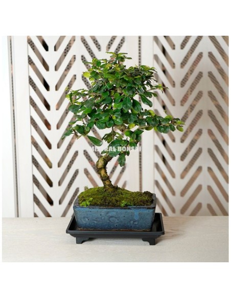 Plato Bonsái Plástico Mistral 18x12x3cm | Accesorio para Bonsáis en Endanea Garden

