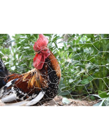 Malla Hexagonal Galvanizada 5x10M 41MM para Huertos Jardines y Cercados