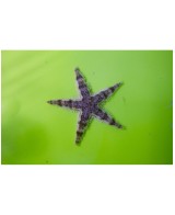 ASTROPECTEN SAND STAR