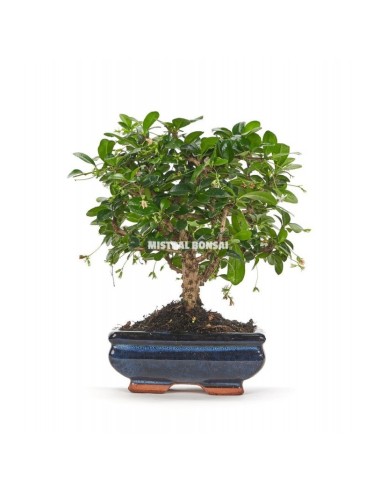 Bonsai Carmona Microphyllia Mistral 5 años  Elegancia y fácil cuidado para interiores

