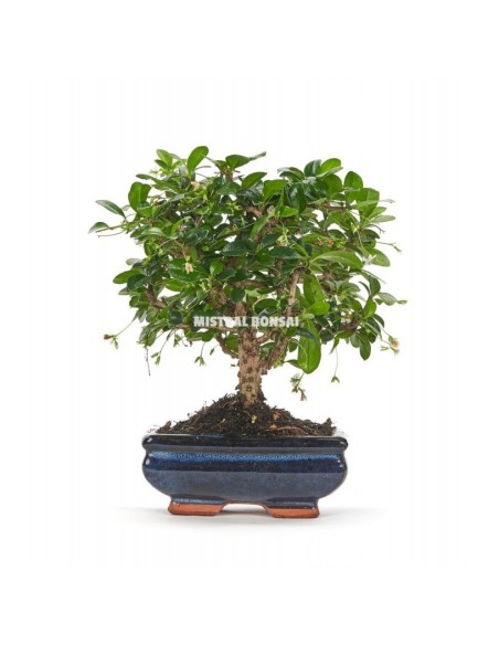 Bonsai Carmona Microphyllia Mistral 5 años  Elegancia y fácil cuidado para interiores

