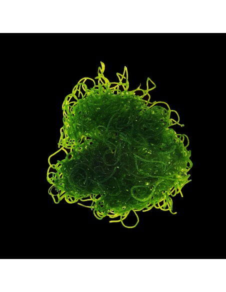 CHAETOMORPHA  SPP. TY TARRINA