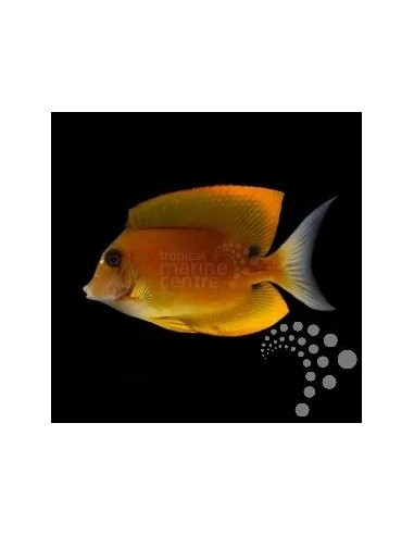 CTENOCHAETUS TOMINENSIS ME