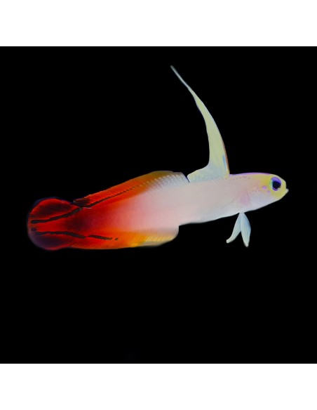 NEMATELEOTRIS MAGNIFICA ME
