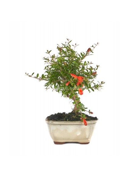 Bonsái Punica Granatum 8 años  Granada miniatura elegante y fácil cuidado

