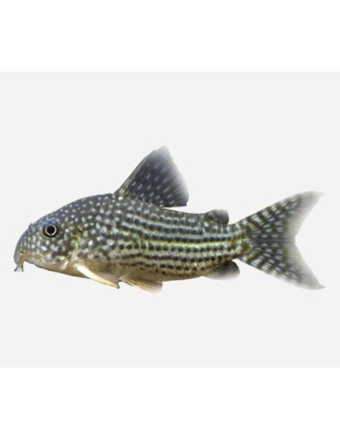 CORYDORAS STERBAI 2.5-3CM