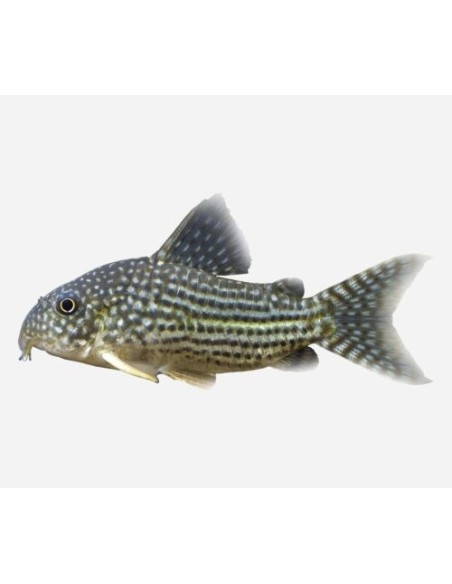 CORYDORAS STERBAI 2.5-3CM