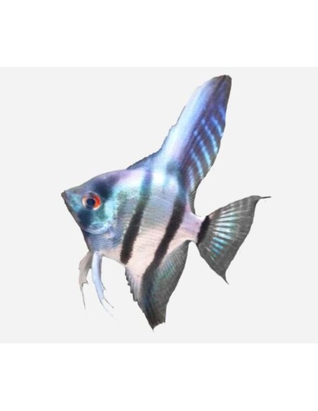 ESCALAR BLUE DIAMOND 4-5CM