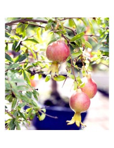 Bonsái Punica Granatum 8 años  Granada miniatura elegante y fácil cuidado

 2