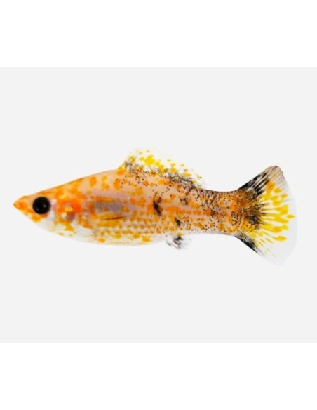 MOLLY LEOPARDO ROJO 5-6CM