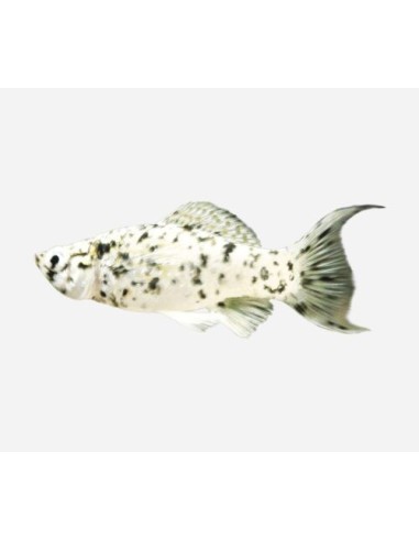 MOLLY DALMATA 5-6 CM
