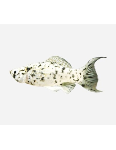 MOLLY DALMATA 5-6 CM