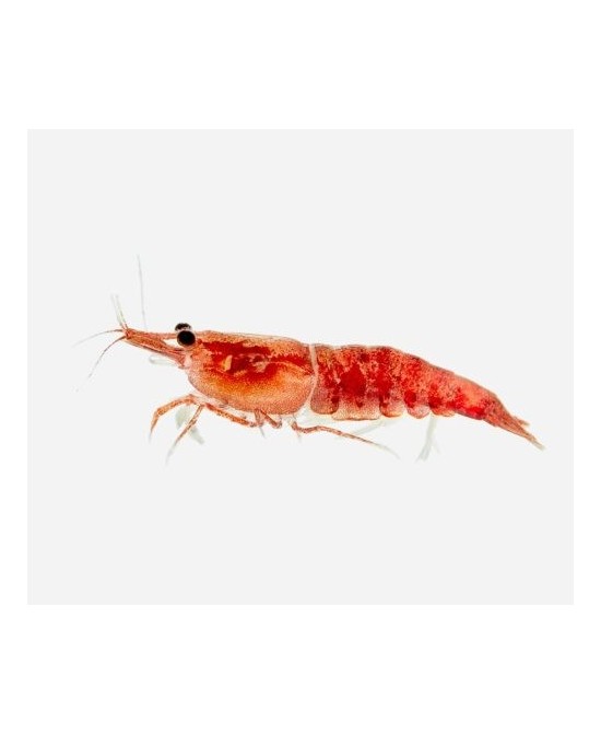 GAMBA ROJA