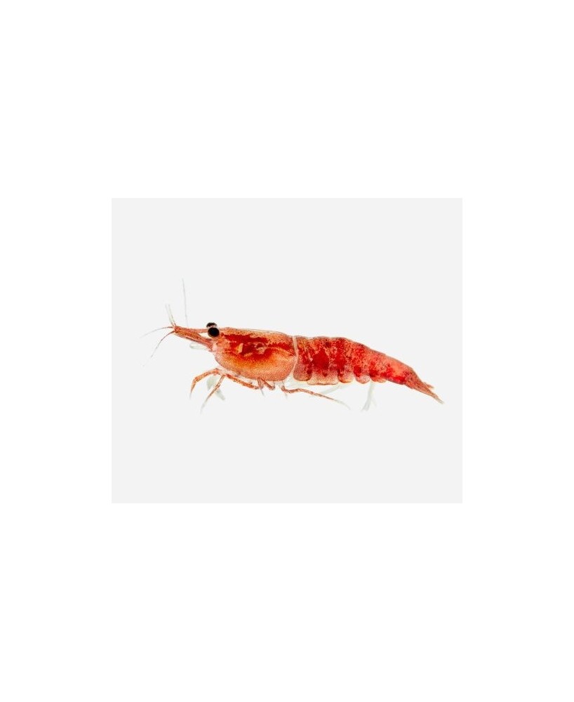 GAMBA ROJA