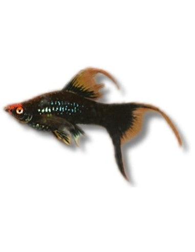 XIPHO ROJO HIFIN 4-5CM