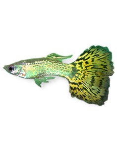 GUPPY MACHO VERDE MOSAICO 3.5-4CM BSF