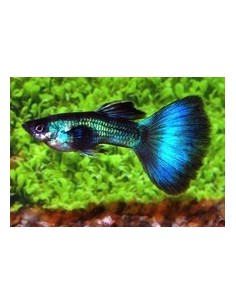 GUPPY MACHO VERDE MOSCOW 3-3.5 CM