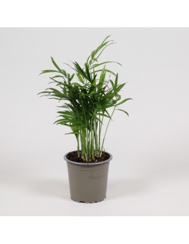 Chamaedorea Elegans M9 Planta de Interior Follaje Verde Elegante y Compacta