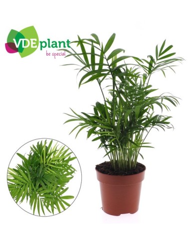 Chamaedorea Elegans M12 Planta de Interior Elegante y Fácil de Cuidar
