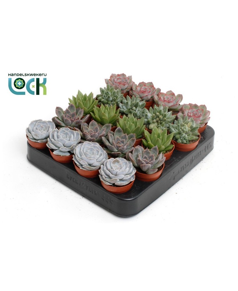 Echeveria Mix M5.5 Planta Suculenta Decorativa