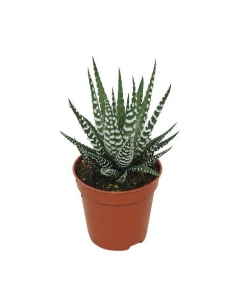 Haworthia Big Band M5.5 Planta Suculenta Compacta y Decorativa para Interior y Exterior