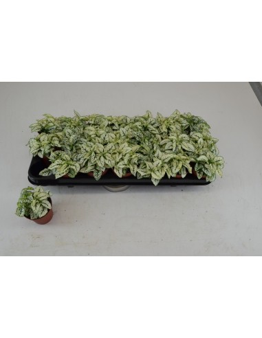 Hypoestes Phyl M8.5 Blanco planta ornamental de interior con follaje jaspeado