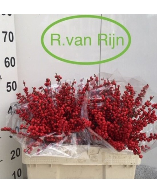 Ilex Verticillata Oosterwijk 50cm arbusto decorativo con bayas rojas