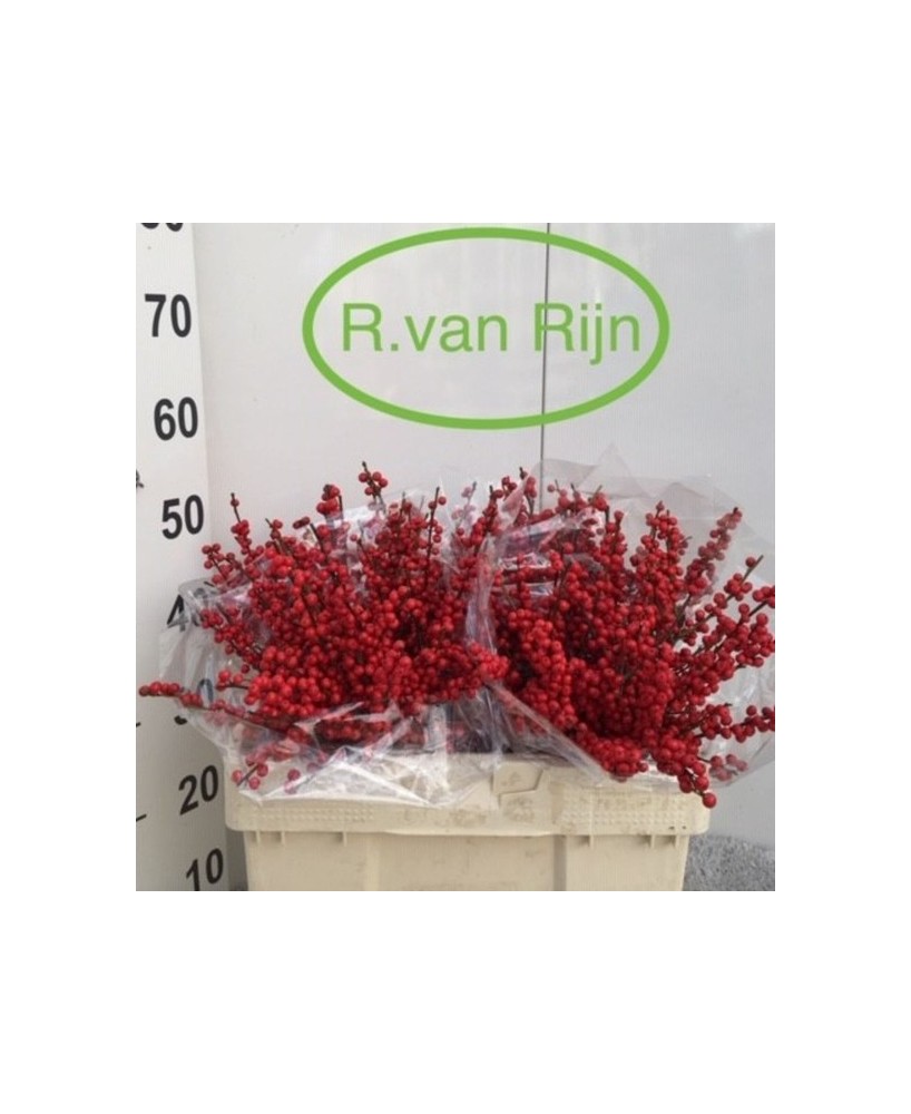 Ilex Verticillata Oosterwijk 50cm arbusto decorativo con bayas rojas