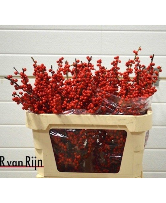Ilex Verticillata Oosterwijk 70cm arbusto decorativo con bayas rojas