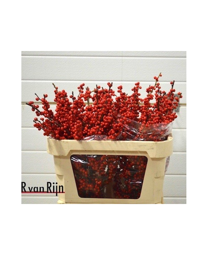 Ilex Verticillata Oosterwijk 70cm arbusto decorativo con bayas rojas