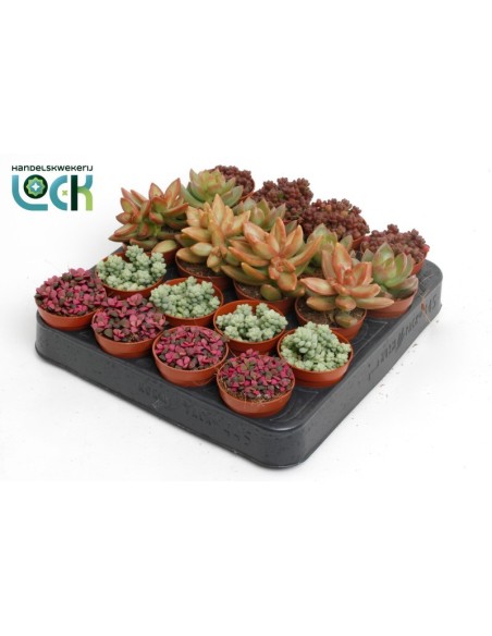 Sedum Mix M5.5 planta suculenta de interior y exterior resistente
