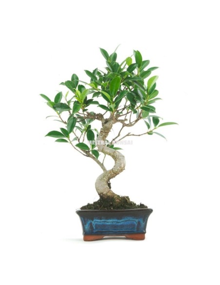 Bonsái Ficus Retusa 6 años  Elegancia y fácil cuidado para interiores

