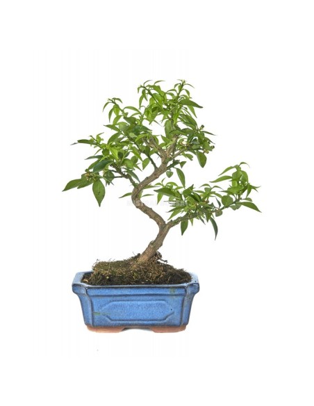 Bonsái Citrus Myrtifolia Mistral 7 Años | Naranjo Mirto Aromático | Endanea Garden

