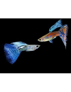 GUPPY MACHO AZUL GLASS 3-3.5 CM BSF