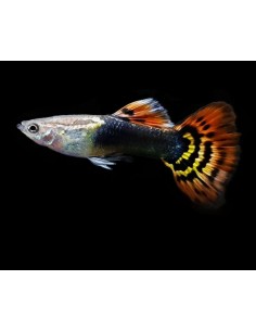GUPPY MACHO DRAGON 3-3.5CM