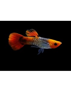 GUPPY MACHO RED CAP COBRA 2-2,5 CM