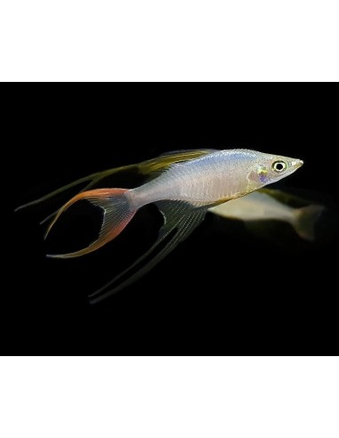 IRIATHERINA WERNERI 2.5-3CM